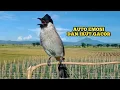 Download Lagu Suara Burung KUTILANG GACOR / KUTILANG RIBUT Menekan Lawan, Kutilang Lain Auto Emosi dan Ikut Gacor