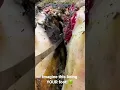 Download Lagu Could you handle this being your foot???  This cows hoof is now MUCH better!!