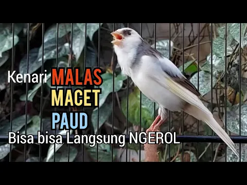 Download MP3 Kenari Gacor Panjang cuit cuit Ngerol, Pancingan Kenari Paud Belajar Bunyi Pun NYAUT Apalagi MACET