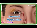 Lagu Anatomy of lacrimal apparatus Animation - USMLE Step 1