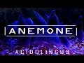 Download Lagu Acidolingus. - ANEMONE