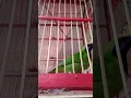 Download Lagu Suara burung cucak ijo kepala kuning pikat terbaik