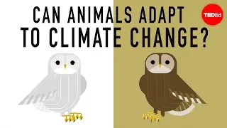 Download Can wildlife adapt to climate change - Erin Eastwood MP3