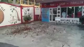 Lots of little birds in the Seychelles