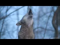 Download Lagu Red Wolf's Twilight Howl