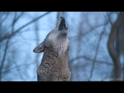 Download MP3 Red Wolf's Twilight Howl