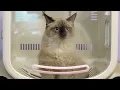 Download Lagu This Hilarious Ragdoll Kitten Started Pole Dancing in The Grooming Salon 😂