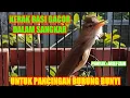 Download Lagu Suara Kicau Burung || Kerak Basi Gacor Dalam Sangkar Full Materi Isian