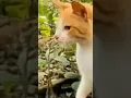Cat richan time๐