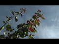 A Satisfied Mind - Johnny Cash (music video)
