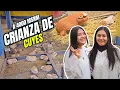 Download Lagu Crianza de Cuyes - Conoce una granja MODERNA