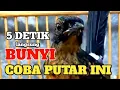 Download Lagu Pancingan murai trotol dan pastol BUNYI GACOR buat murai trotol belajar bunyi murai trotol gacor 56