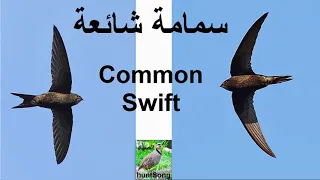 صوت سمامة شائعة سنونو اسود كبير                         دندنها