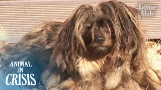 Download For 4 Years, Matted Dog Waits For His Dead Owner To Come Back | Animal in Crisis EP276 MP3