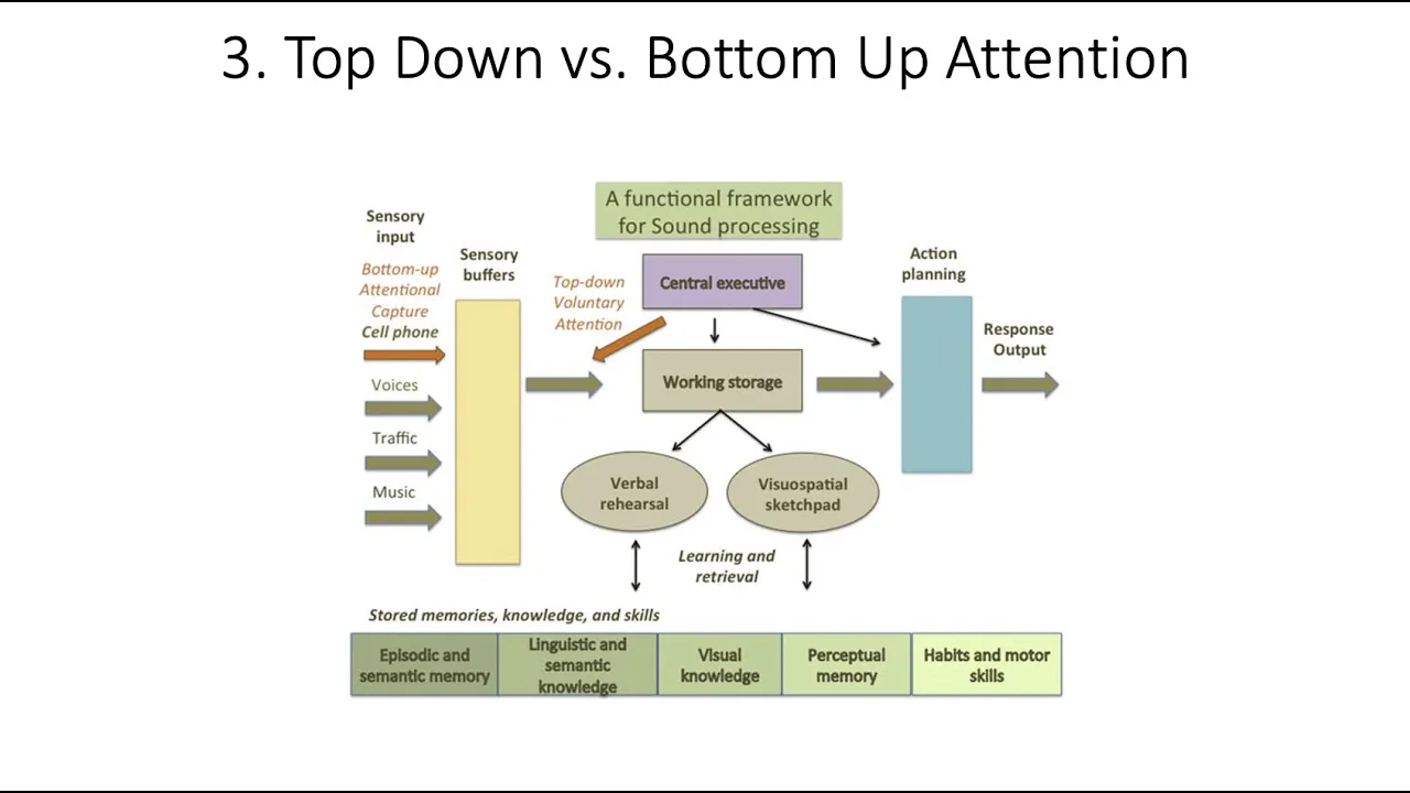 8.3. Top Down vs. Bottom Up Attention, Fundamentals of Cognitive Neuroscience Course, Session 8, P3