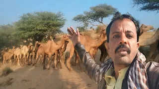 رحلة قافلة الجمال في طريق الصحراء الساحر 