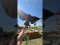Download Lagu Kite 🦅🇰🇭👎🇹🇭 #susayang #layangan #khmerkite #tutorial #automobile #gta #kite