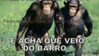 Homossexualidade  no reino animal