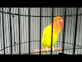 Download Lagu 6 menit tanpa henti Lovebird ngekek panjang super