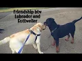 Labrador vs Rottweiler