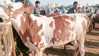 انخفاض اسعار البقر القنيه تحت عشر من داخل سوق ابو المطامير بالبحيرة اسعار المواشي 2025 9 12 