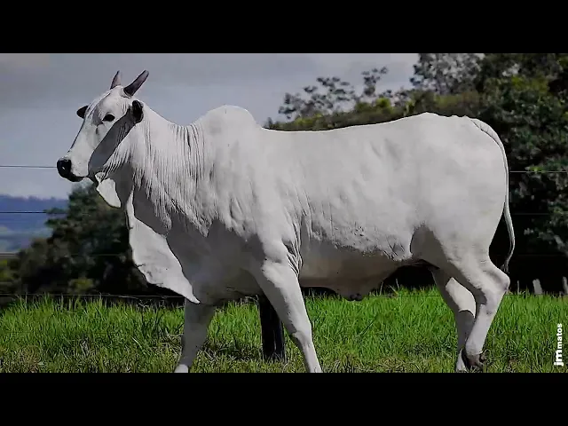 Matriz Nelore BRAU - 561