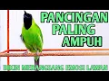 Lagu Cucak Ijo Gacor Memancing Lawan Aagr Emosi dan Jamtrok! Cykyp 5 Menit Lawan Langsung ON