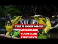 Download Lagu TERAPI SUARA SOGON KOLONI MERANGSANG AGAR SOGON CEPAT BUNYI