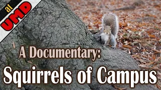 A Documentary The Eastern Grey Squirrels of UMD Campus