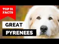 99 of Great Pyrenees Dog Owners Don t Know This