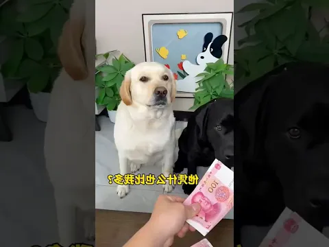 টাকাটা কে নেবে 😂⁉️#shorts #fypシ゚viral #fyp #dog