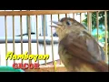 Download Lagu KICAUAN BURUNG PLAMBOYAN GACOR MANCING LAWAN NYAUT
