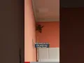 Download Lagu Biggest Spider I’ve ever seen! #shorts