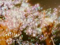 你依舊閃耀著光芒｜Sasha Alex Sloan -Gitter｜中英字幕