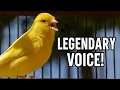 Download Lagu canary singing video - the best canary training song 40 minutes