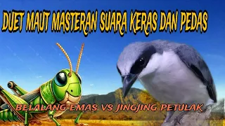 duet maut jingjing petulak vs belalang emas