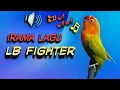 Download Lagu Masteran ampuh LB Fighter cocok untuk LB PAUD DAN BALIBU cepat gacor