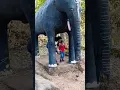 Download Lagu hathi raja kahan chale short viral video🥰🥰
