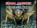 Download Lagu SUARA JANGKRIK PENGUSIR TIKUS PALING AMPUH‼️#public 
