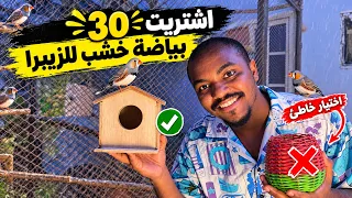 فروخ جديده في مطير الزيبرا😍