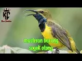 Masteran Suara Burung Sogo Otong