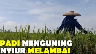 cinematic padi menguning nyiur melambai