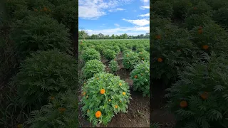 LIVE Australia Farm | Beautiful Countryside | Peaceful Nature