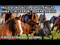 Lagu Di negara ini, kuda liar diburu karna dianggap hama perusak tanaman dan lingkungan