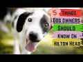 5 Things Dog Owners Should Know If Considering Hilton Head The SC Lowcountry