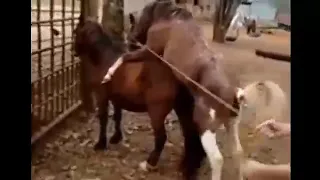 تزاوج الخيول 