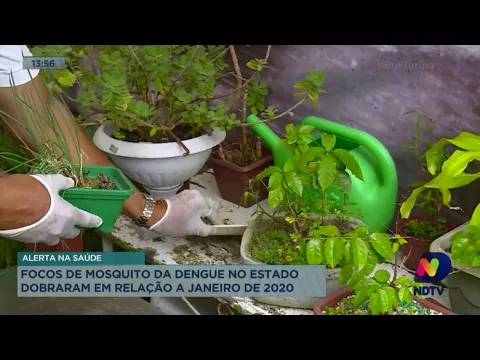 Focos de mosquito da dengue no estado dobraram em relação a janeiro de 2020