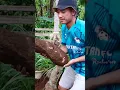 Download Lagu singkong raksasa indonesia