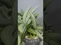 Download Lagu Sansevieria Medee (hybrid) from Suan Unyamanee in Thailand. #houseplants #snakeplant #indoorplants