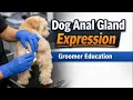 How to Safely Express a Dog s Anal Glands Groomer Education